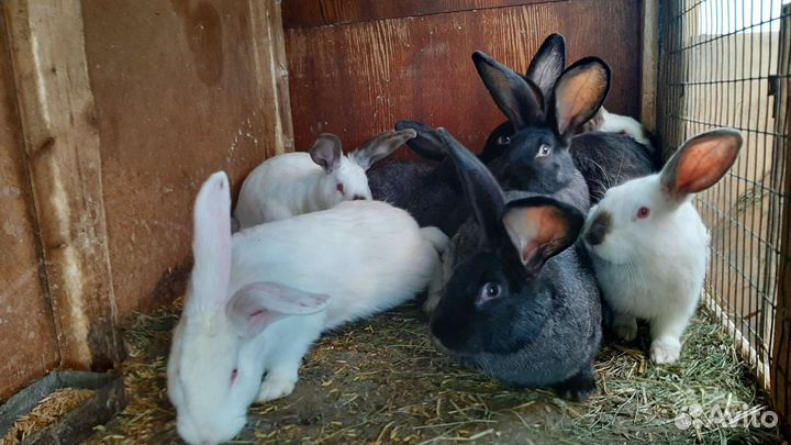 Кролики крупных пород