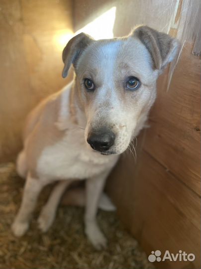 Собака со взгрустным взглядом в приюте