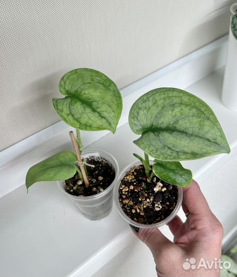 Сциндапсусы