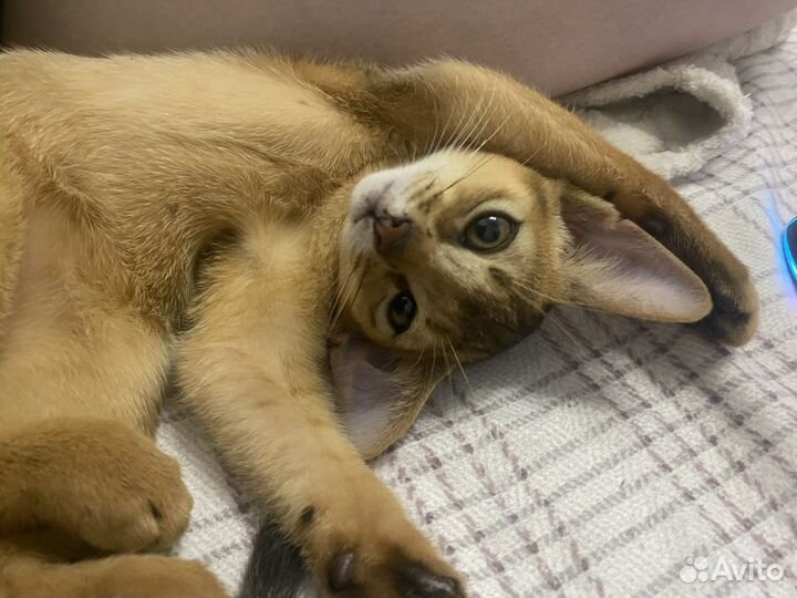 Абиссинский котенок