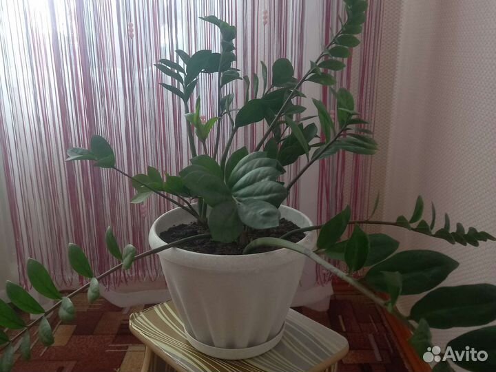 Замиокулькас