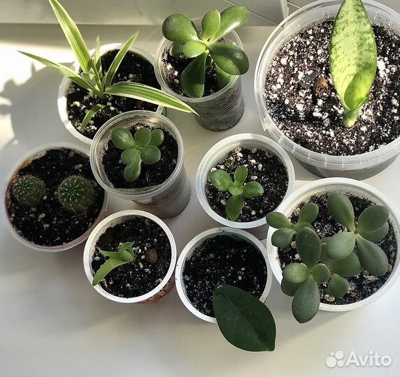 Толстянка и другие