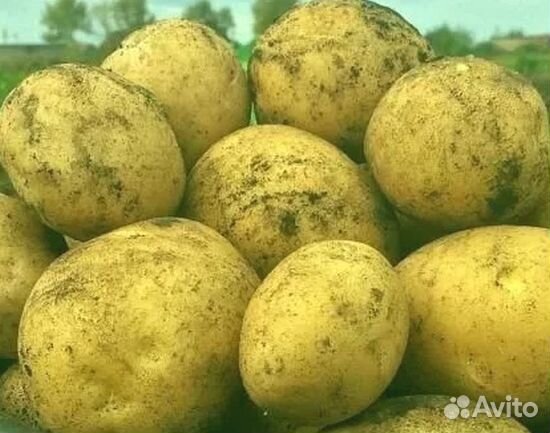 Картофель белый