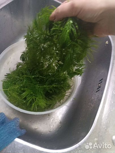 Водоросли для аквариума