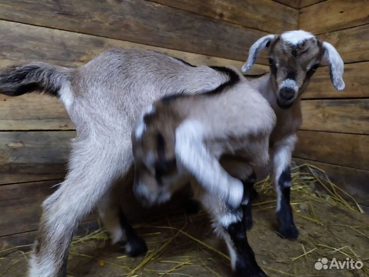 Козочки рождены 16.10.23