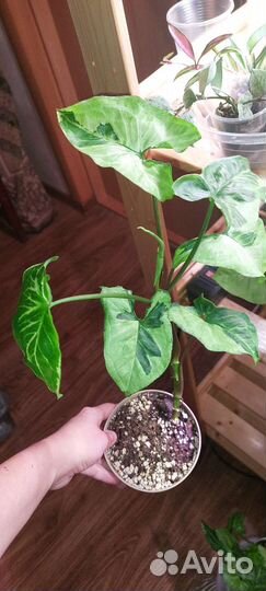 Сингониумы сортовые