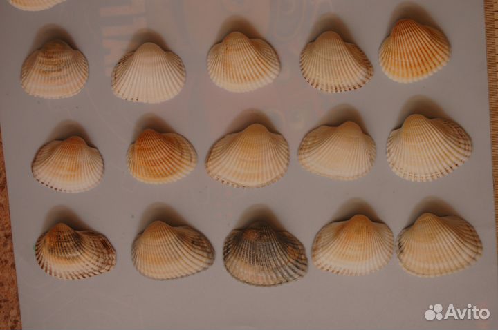 Морские ракушки и разноцветные камни