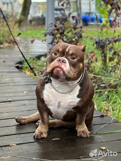 Американский булли вязка