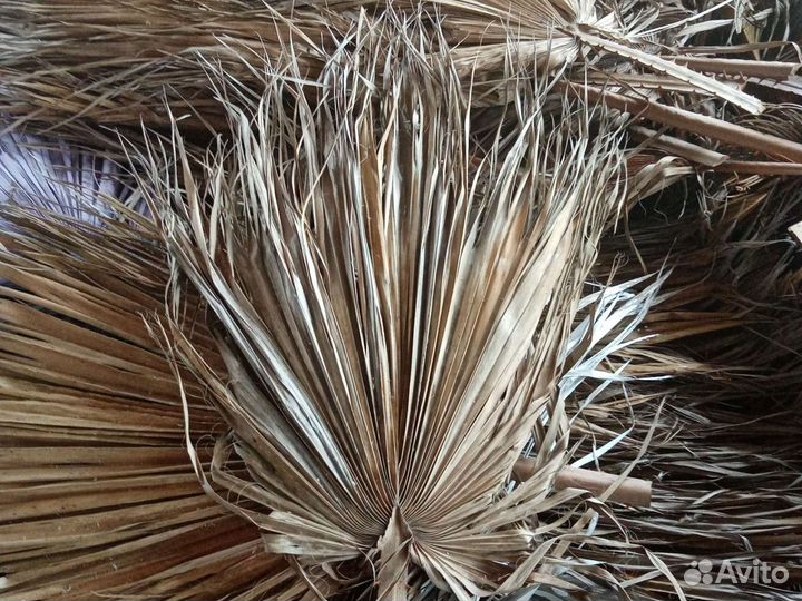 Листья пальмы