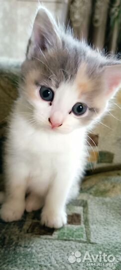 Домашние животные котята