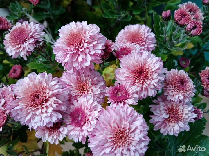 Хризантемы мультифлора