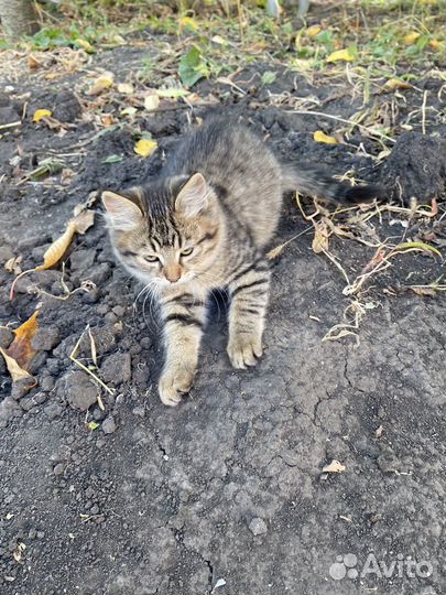 Кошечка 2,5 месяца
