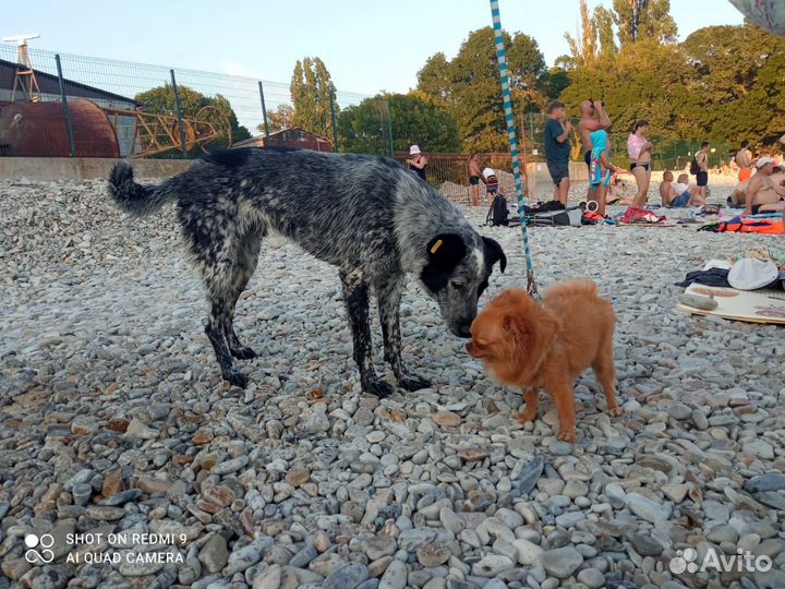 Собака в добрые руки отдам бесплатно