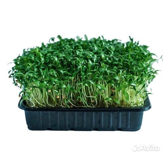 Микрозелень Кинза/ baby - лист