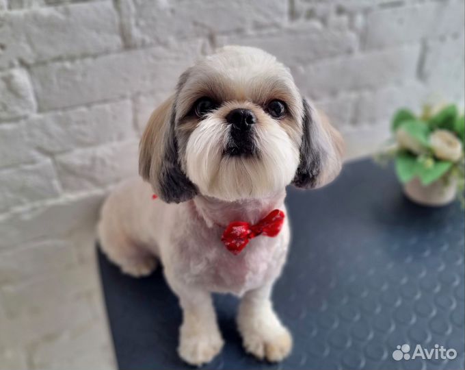 Стрижка собак