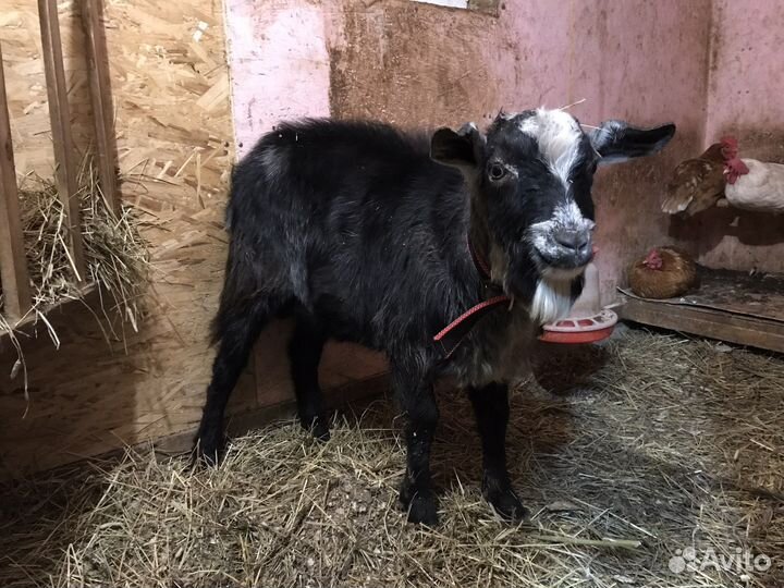 Чешский-нубийский козел