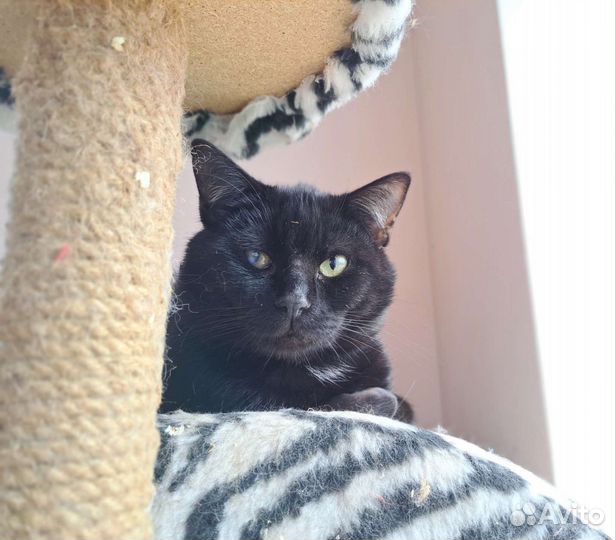Кошка в дар