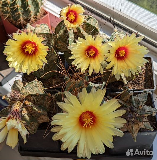 Кактусы сеянцы