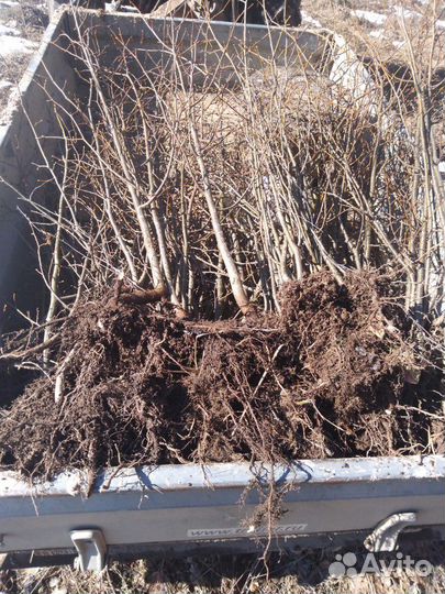 Саженцы деревья зкс окс,сосна,липа,клен,вязь