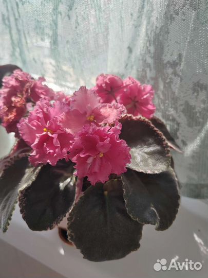 Комнатные цветы фиалки