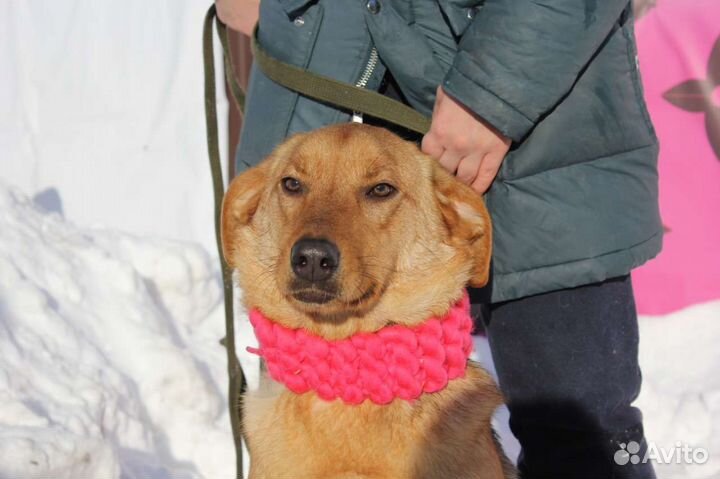 Баффи живёт в приюте, подарите ей дом