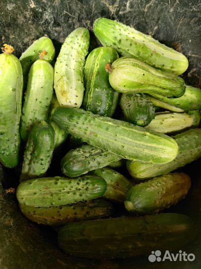 Огурцы свежие домашние