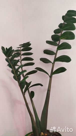 Замиокулькас