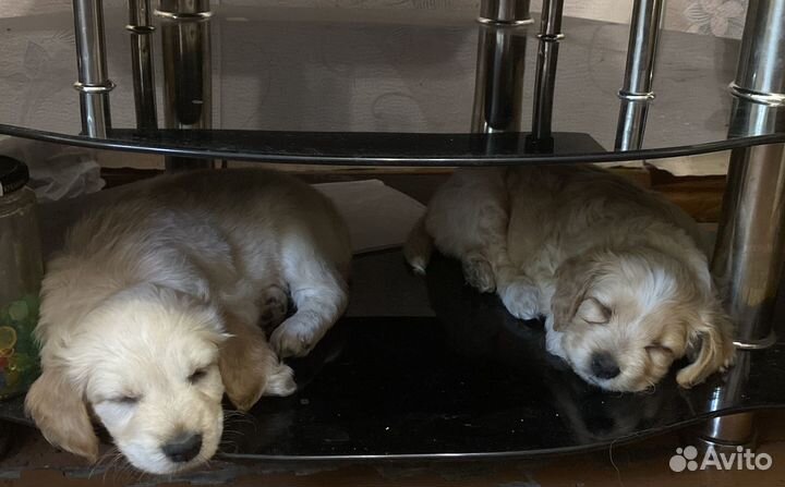 Щенки спаниеля