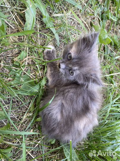 Кошка в дар бесплатно