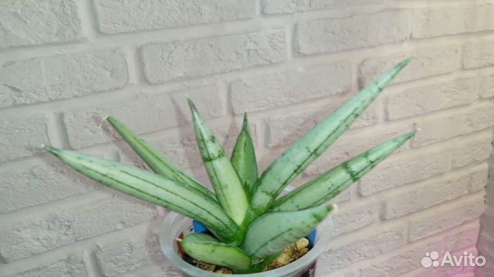 Sansevieria Bonselensis silver