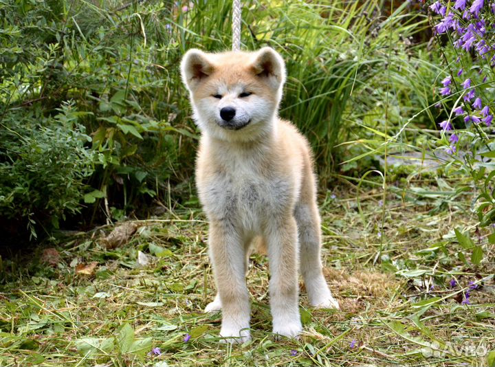 Щенки акита ину