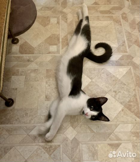 Котенок сибирский