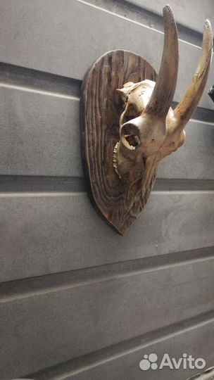 Череп козла