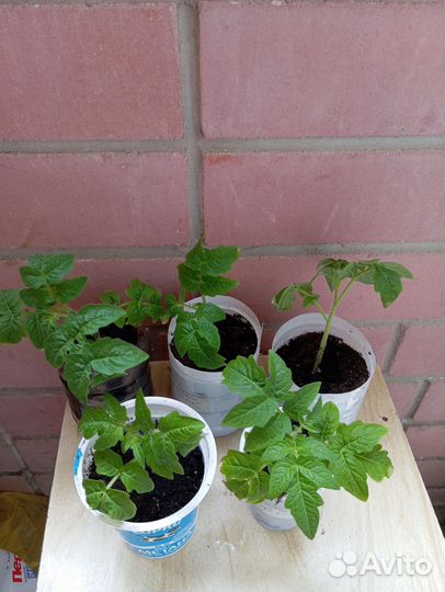 Рассада помидор