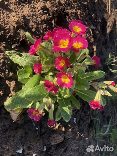 Первоцветы