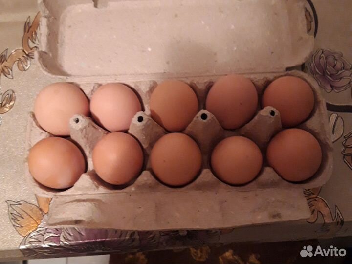 Домашние куриные яйца оптом