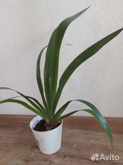 Неомарика или шагающий ирис