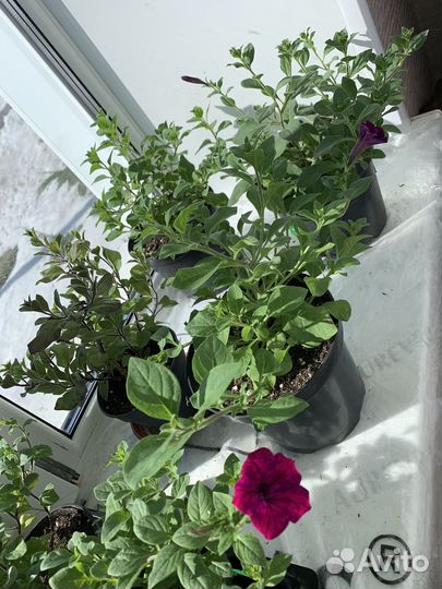 Рассада петунии тайдал