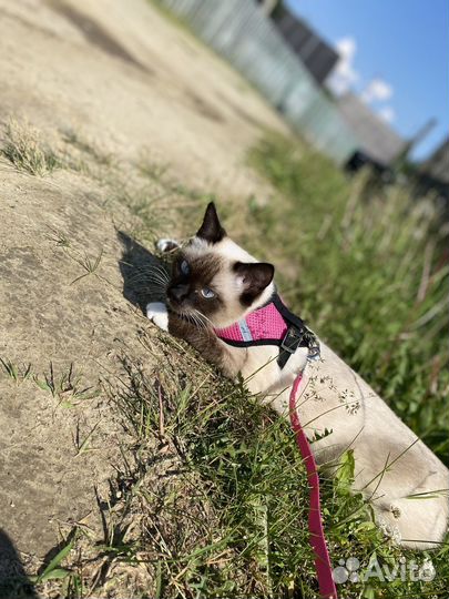 Сиамская кошечка вязка