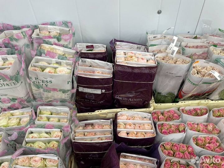 Цветы Пионы Розы 21/51/101 Тюльпаны с доставкой