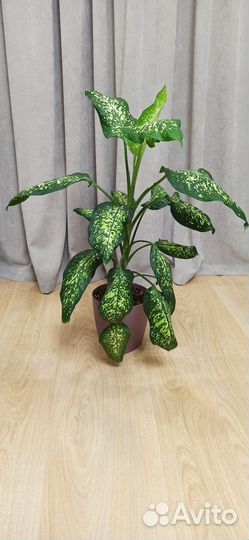 Взрослые домашние растения