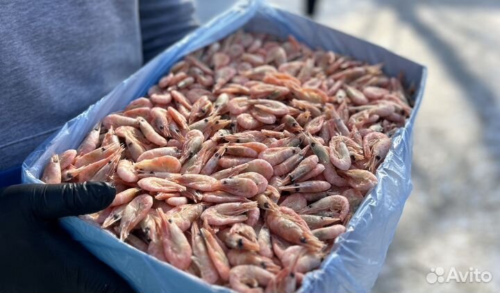 Креветка северная 250+