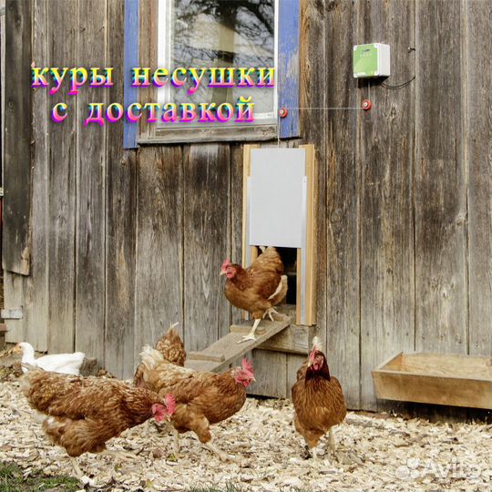 Куры 9-10 мес