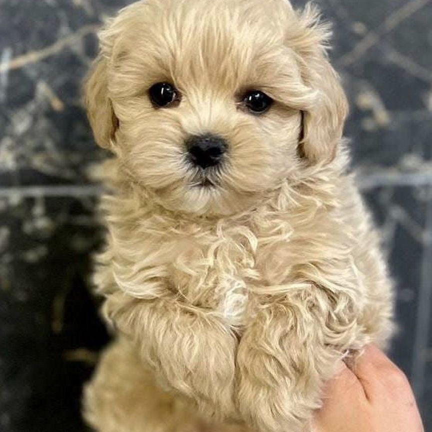 Мальтипу ф1 мини. Девочка Maltipoo. Star girl