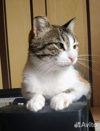 Кошечка Самира