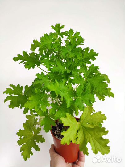 Герань душистая