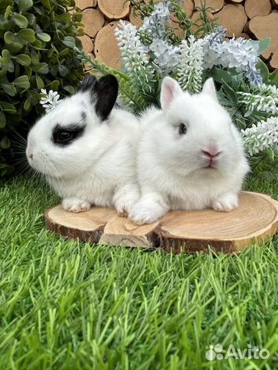 Самые маленькие Кролики