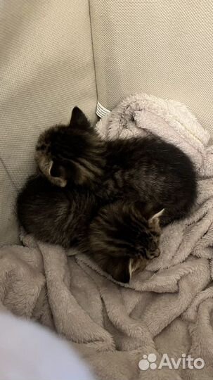 Котята в добрые руки бесплатно