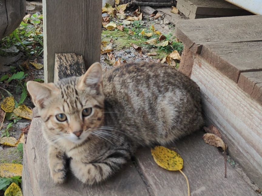 Бедный Котенок дачник 4 месяца в дар