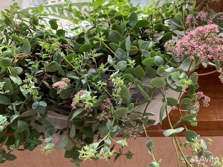 Очиток седум